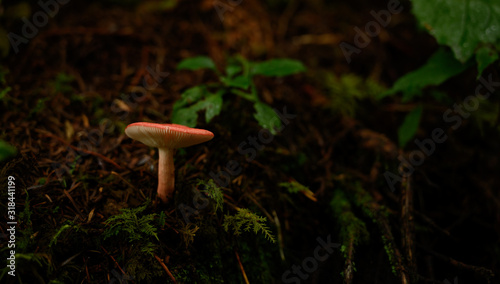 Red Mushroom in Brown Dirt