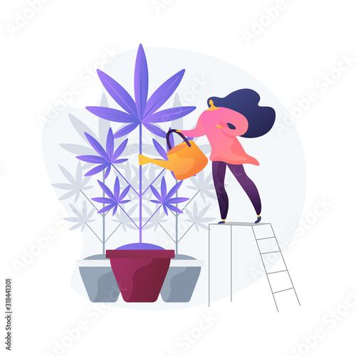 Young woman watering hemp plant, forbidden houseplant. Marijuana cultivation, medical cannabis, illegal horticulture. Girl growing weed. Vector isolated concept metaphor illustration