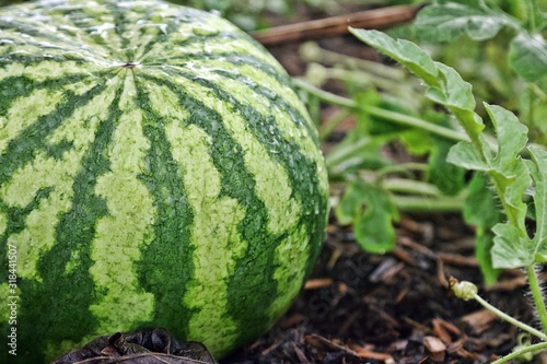 Growing Watermelon with Water Drops