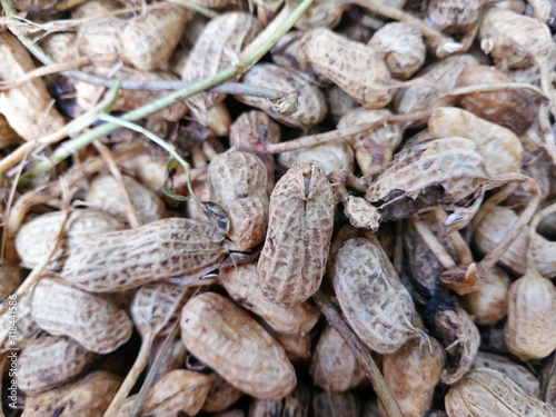 Wallpaper Mural peanut in a shell texture. food background of peanuts Torontodigital.ca