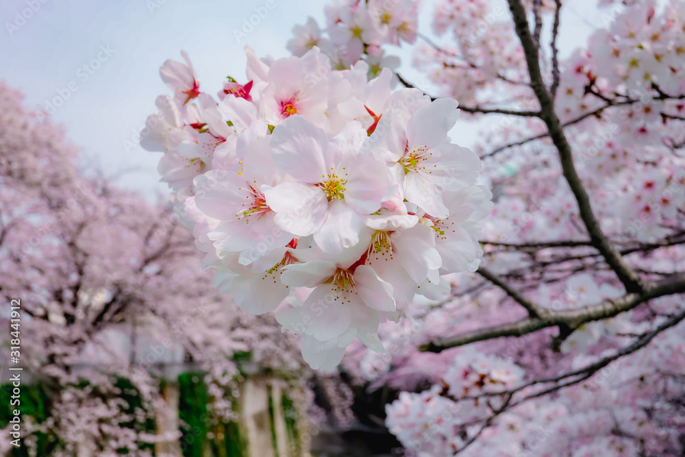 Fototapeta premium Cherry blossom or Sakura in Tokyo, Japan.