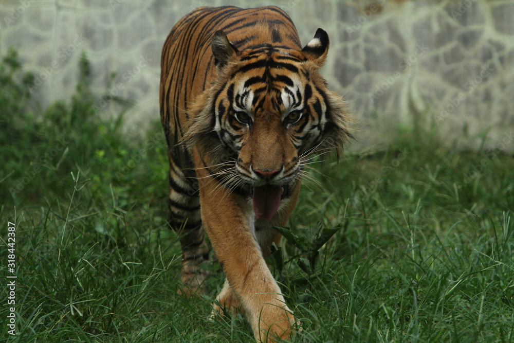 Fototapeta premium tiger in zoo