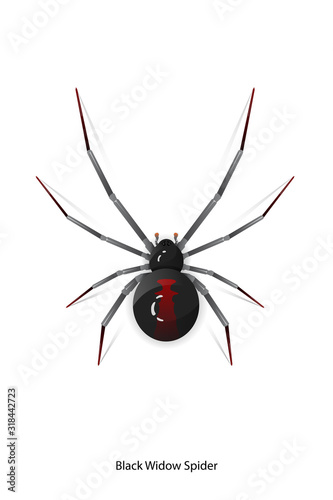 Black Widow Spider vector on white background.This picture is option for graphic design,education,science,agriculture.