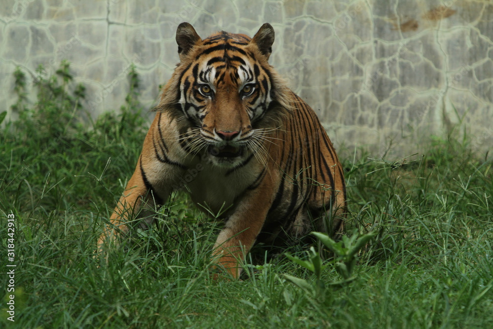 Obraz premium tiger in zoo