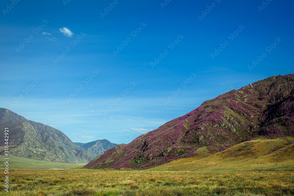 Beautiful mountain landscape on sunny spring day. Pink rhododendron flowers on a mountainside against blue sky.