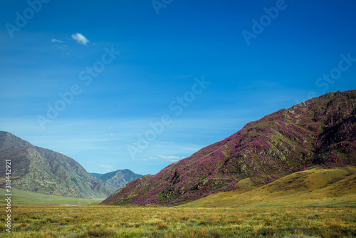 Beautiful mountain landscape on sunny spring day. Pink rhododendron flowers on a mountainside against blue sky.