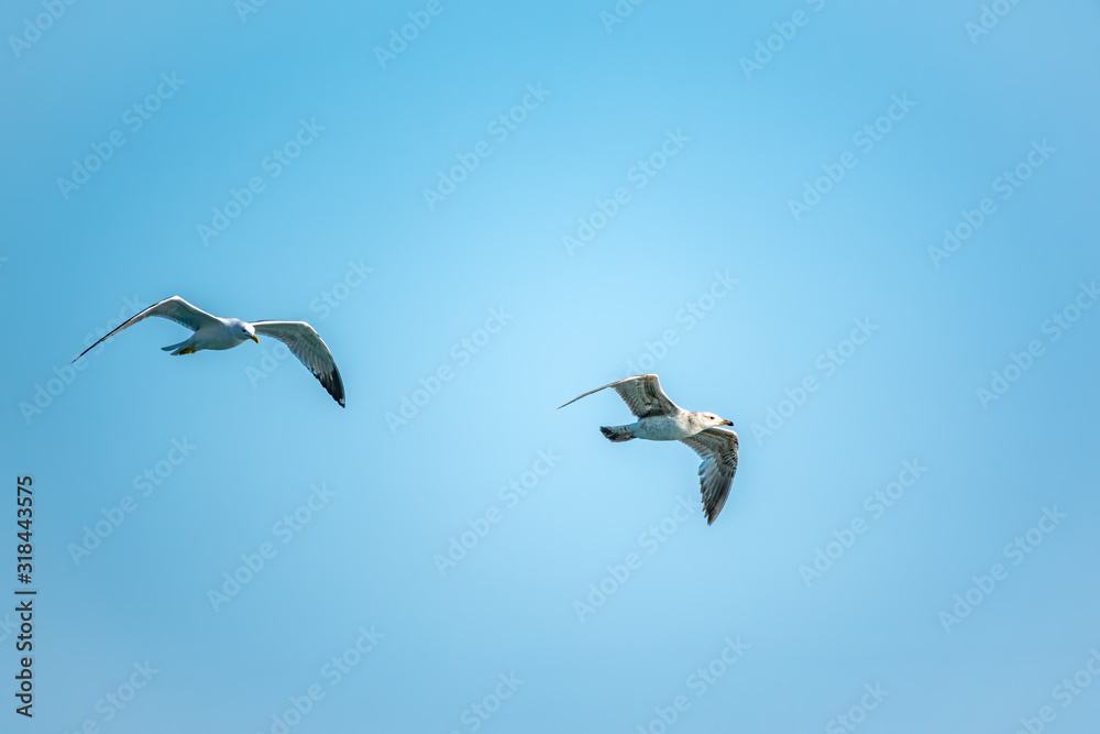 Obraz premium Two Sea gulls in the clear blue sky