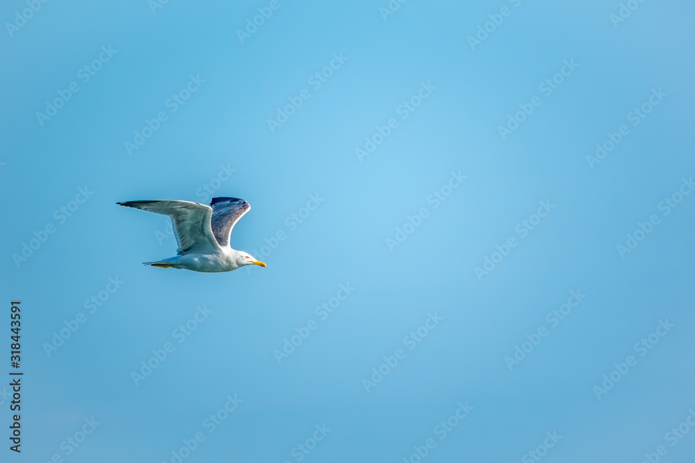 Obraz premium Sea gull in the clear blue sky.