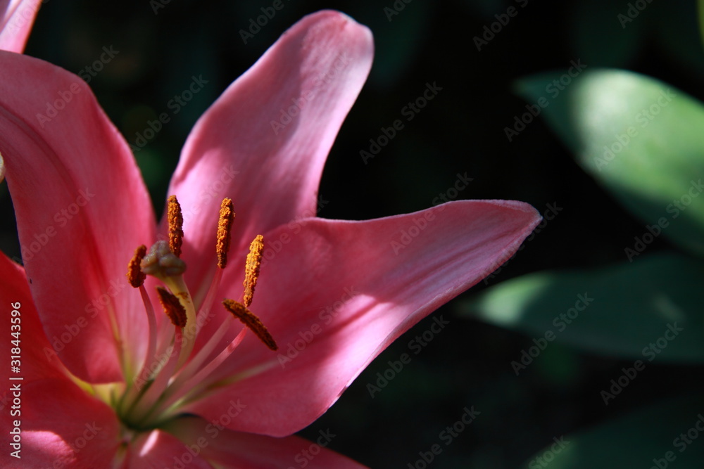 Close up big pink lily flower in the garden