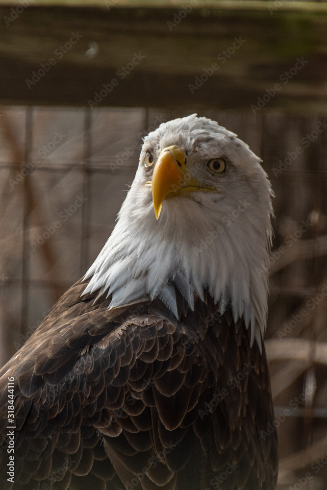 portrait of an eagle portrait of an eagle