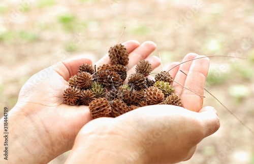 Mini Pine cones, Christmas tree, Thailand
