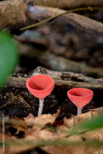 closeup of forest mushrooms(Champagne cup)in the waterfall