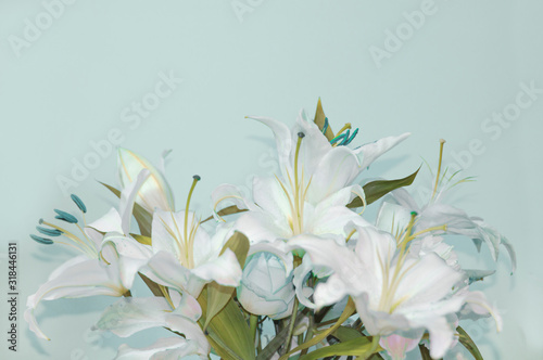 White lilies on a blue background.