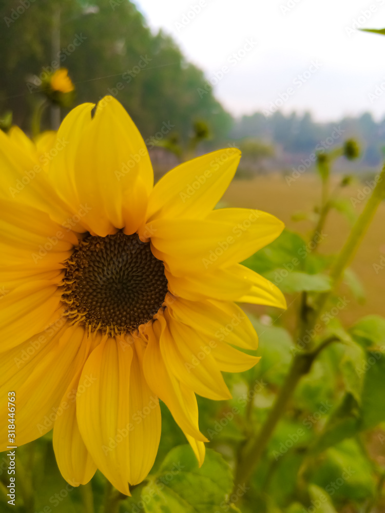 Fototapeta premium sunflower in the garden