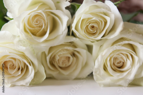 Bunch of white roses close up on blank surface. Backdrop for Saint Valentine's Day, International Women's Day, Mother's Day. Romantic greeting card, poster, invitation template