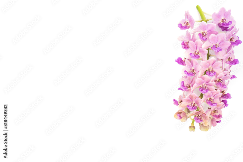 Pink Rhynchostylis orchid isolated on white background, copy Space.