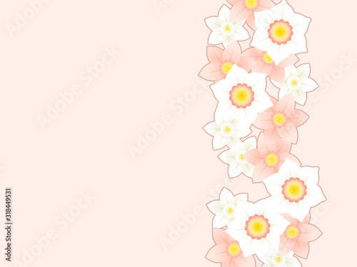 ピンクの水仙のイラスト背景