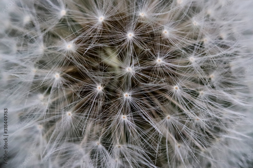 Highly detailed close up of dry dandelion flower. Beautiful forest wild blooms and seeds. Highly detailed close up of dry dandelion flower. Beautiful forest wild blooms and seeds.
