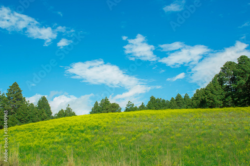 Campo de flores