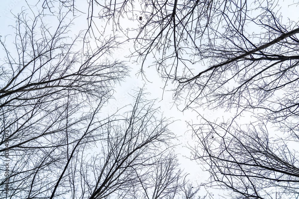 The branches of trees were thick under the overcast winter sky The branches of trees were thick under the overcast winter sky