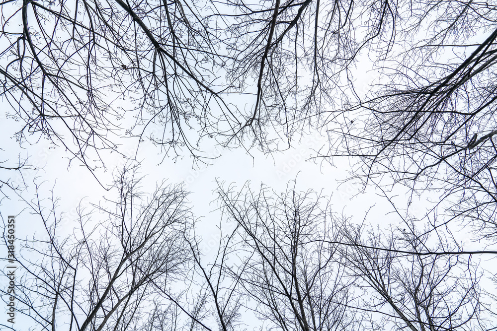 The branches of trees were thick under the overcast winter sky The branches of trees were thick under the overcast winter sky
