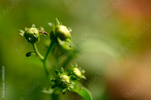 Selective focus of flowers blur background © Siwapot Narukietmont