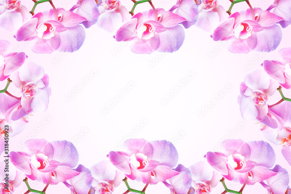 Spring background. Pink Orchid flowers on pink background with copy space. Celebration or greeting  card.