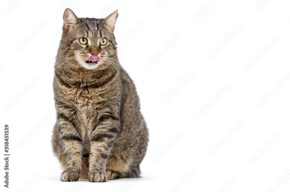 Fototapeta premium Adult grey tabby cat sitting isolated on white background
