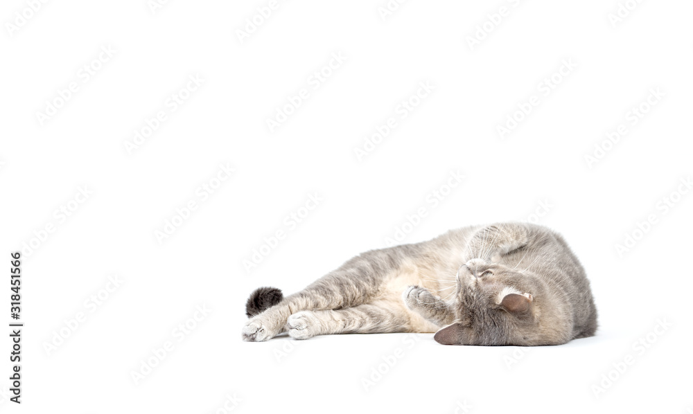 Obraz premium Adult tabby cat lying isolated on white background
