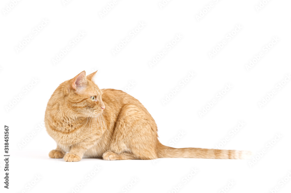 Adult red tabby cat crouched isolated on white background