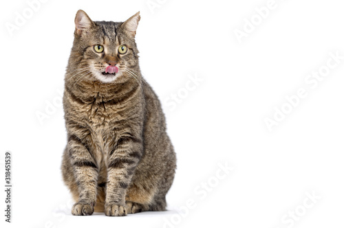 Adult grey tabby cat sitting isolated on white background