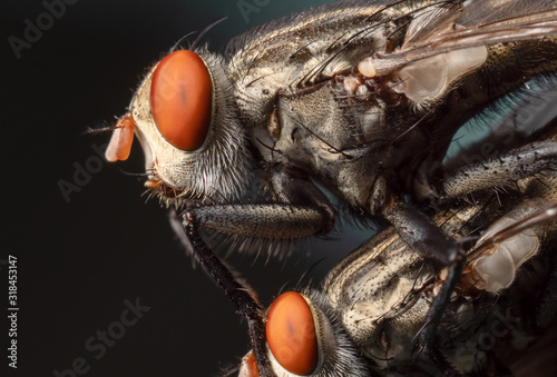 Macro Photo of Housefly Mating Isolated on Background © backiris