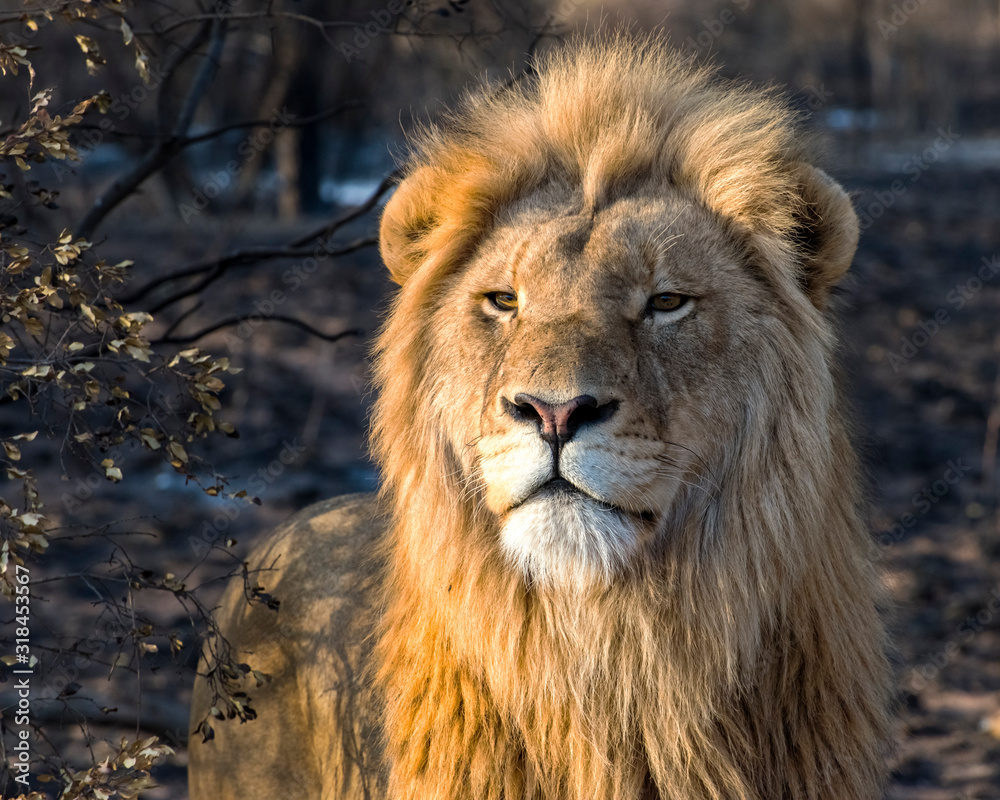 Young Male Lion in the Golden Morning Light in South Africa