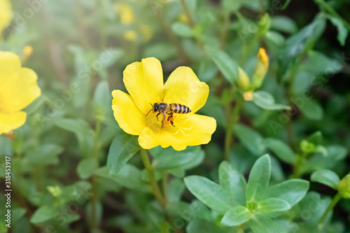 Bee on yellow flower background.