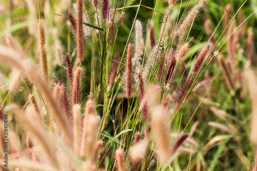 Pennisetum or furry fountain grass, beautiful enchanted movement under the wind in vibrant light, countryside meadow.