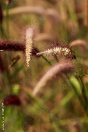 Pennisetum or furry fountain grass  beautiful enchanted movement under the wind in vibrant light  countryside meadow.