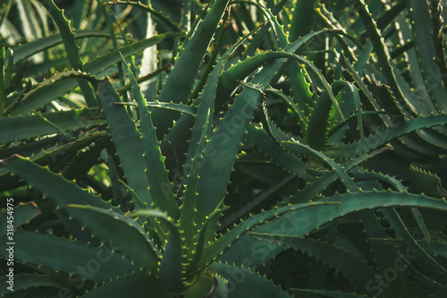 Close-up aloe vera plant leaves in garden  or aloe plant (Aloe Ferox)  photo
