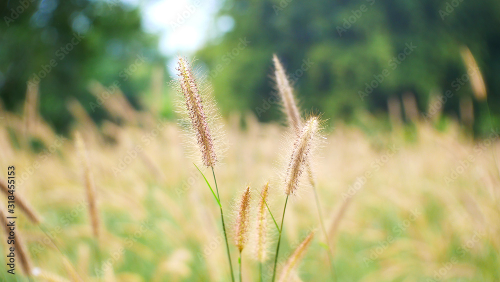grass flower outdoor summer. field of wheat.