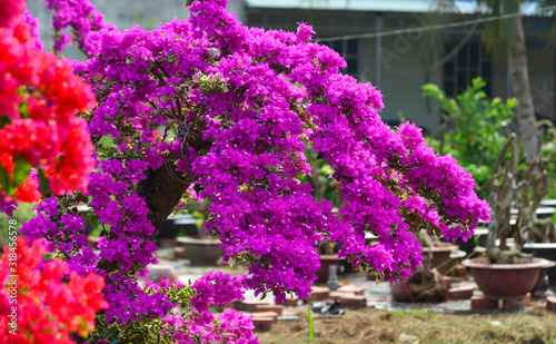 Bougainvillaea flowers blooming at the garden