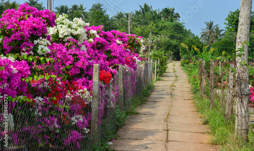 Bougainvillaea flowers blooming at the garden