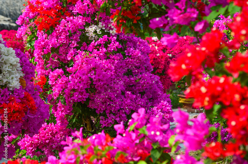 Print op canvas Bougainvillaea flowers blooming at the garden
