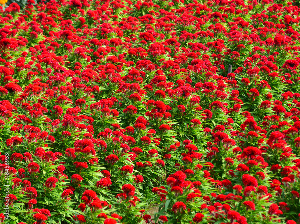 Cockscomb flowers blooming on the field