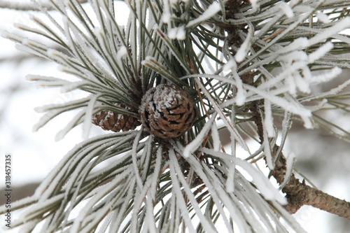 pine cone in snow