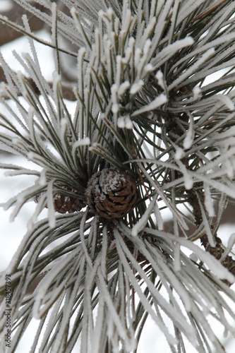 pine needles in the snow