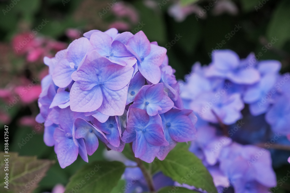 Hydrangea blue flower and green leaves with drops after the rain.hydrangea blooms with blue flowers in the summer in the flower garden.japanese blue flowers Hydrangea blue flower and green leaves with drops after the rain.hydrangea blooms with blue flowers in the summer in the flower garden.japanese blue flowers