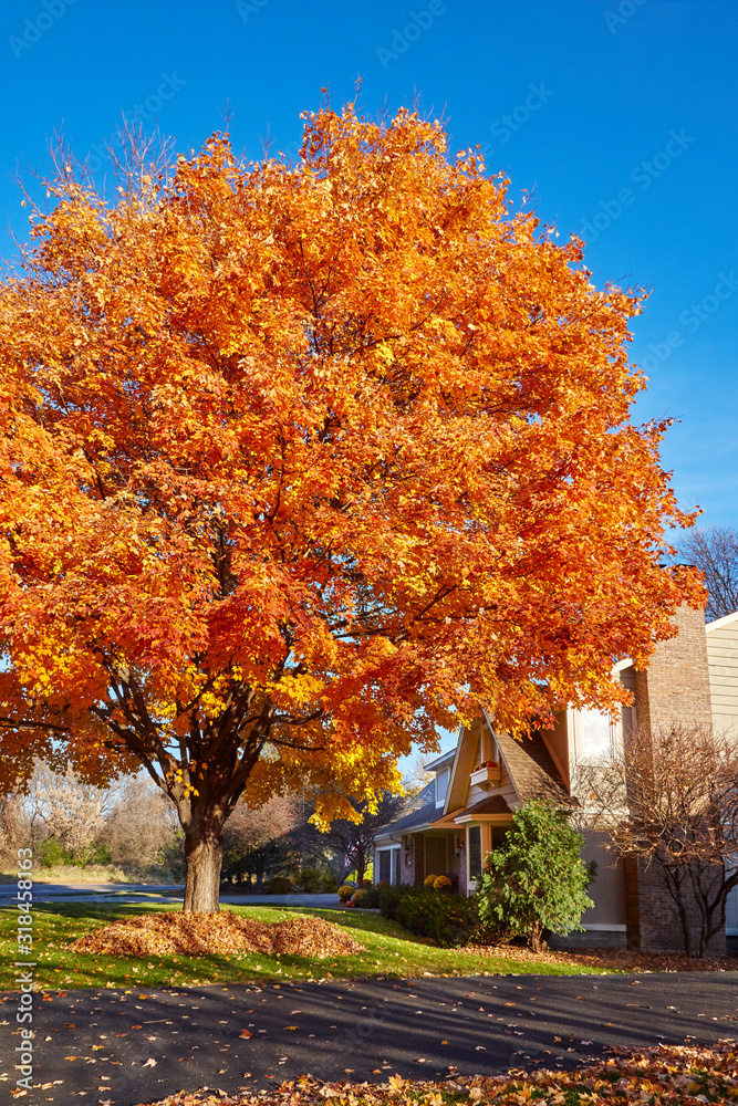 Perfect fall tree full of orange leaves ready to fall and cover the entire front yard