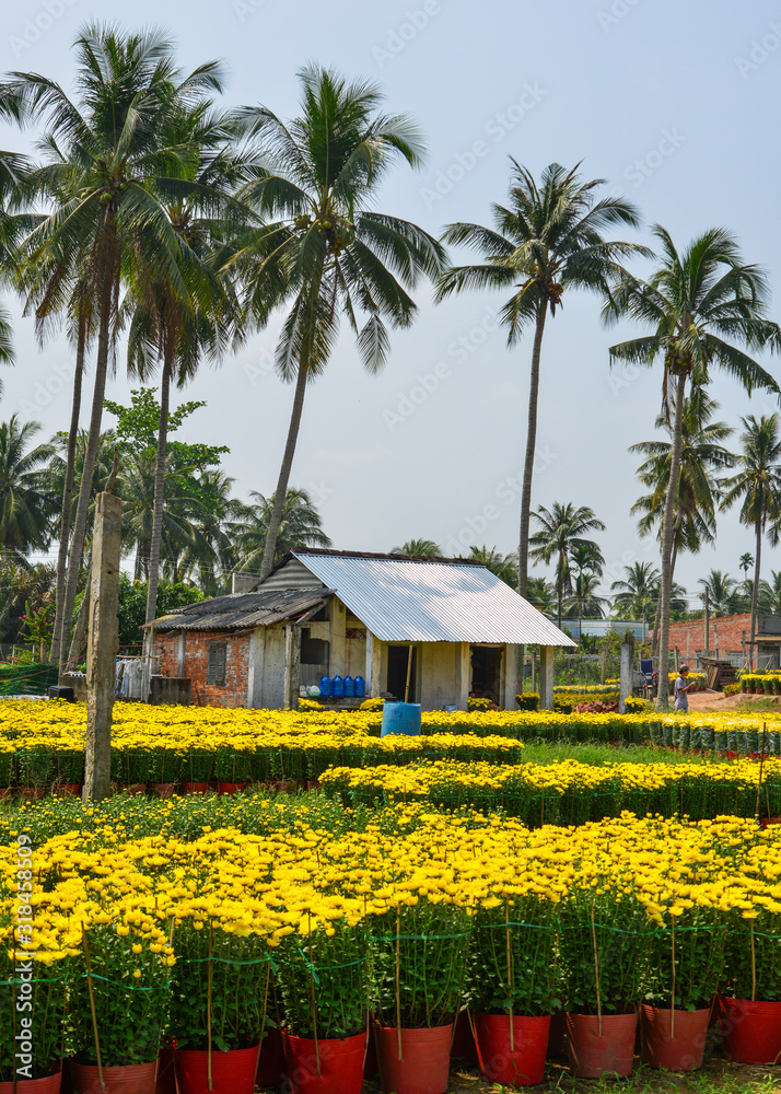 Fototapeta premium Marigold flower field in spring time