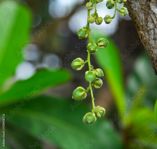 Young langsat fruits on the tree