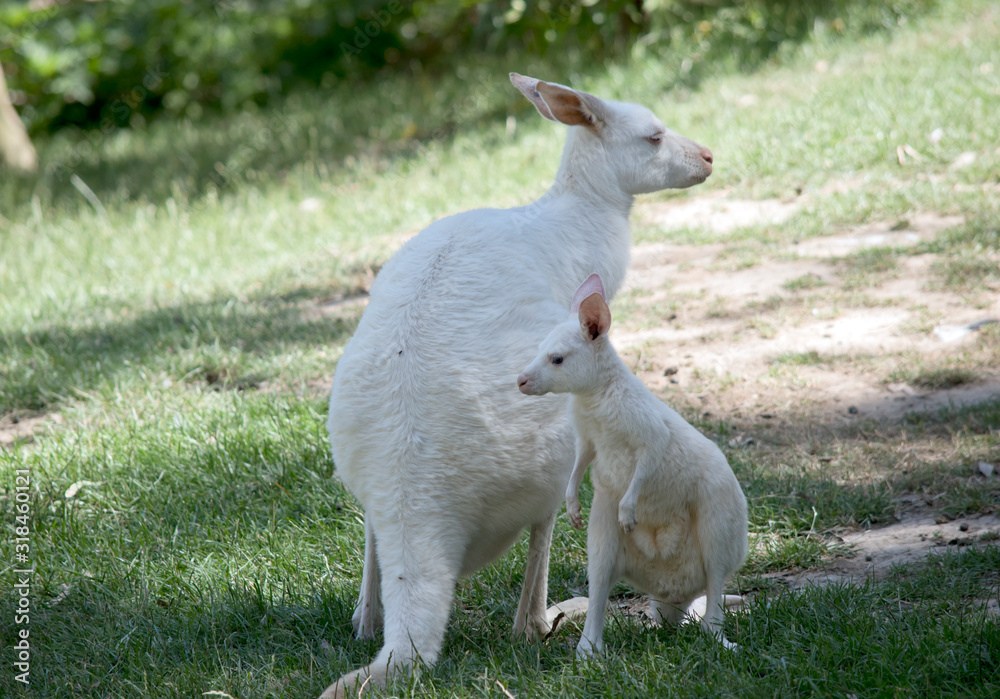 the mother albino is watching her joey