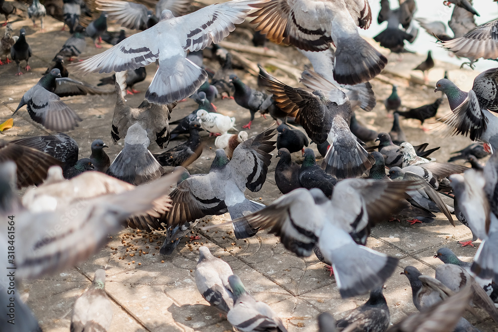 Pigeons are one of the causes of environmental problems ,Pigeons is flying , flock of bird eating food Pigeons are one of the causes of environmental problems ,Pigeons is flying , flock of bird eating food